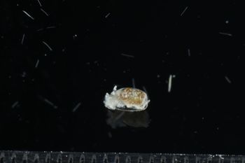 Media type: image;   Malacology 393732 Description: live specimen;